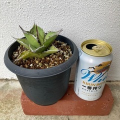 アガベ　小島