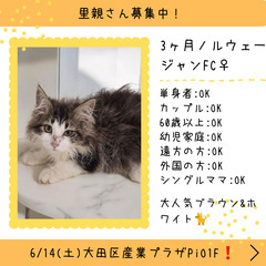 里親募集中！生後3ヶ月ノルウェージャンフォレストキャット♀(⋈◍...