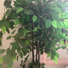 觀葉植物、人工植物 本物に近い質感、水やり不用 高さ131cmの画像