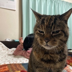 ジョギング仲間募集です（他のことでも） - 友達