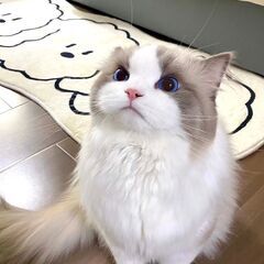 はじめまして、よろしくお願いします