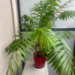 観葉植物　竹