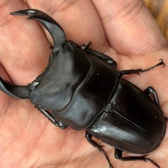 ◆即ブリ・国産オオクワガタ　阿古谷産　♂♀♀トリオ◆
