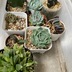 ランキングキーワードに紐づく投稿画像-多肉植物