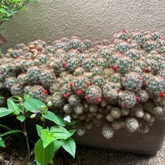 サボテン　白い花
