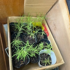 観葉植物、鉢  セット売り セダム、ほうき草の画像
