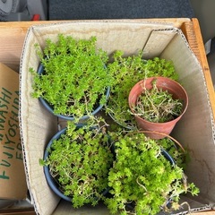 観葉植物、鉢  セット売り セダム、ほうき草の画像