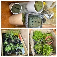 観葉植物、鉢  セット売り セダム、ほうき草