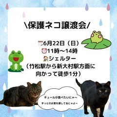 6月　保護ネコ譲渡会