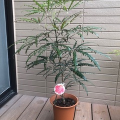 アラレア　観葉植物