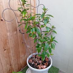 サンパラソル　ガーデニング　植物　園芸　花