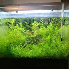 熱帯魚ADA30水槽セット