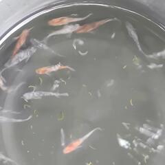 メダカ　雲州三色　選別漏れ　屋外　ビオトープの画像