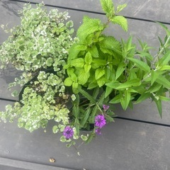 宿根草　多年草の画像