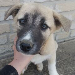 ２ヶ月の雑種犬です。