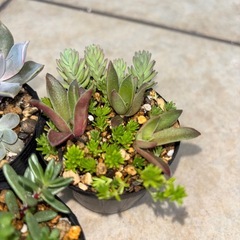 多肉植物 の画像