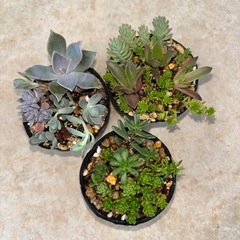 多肉植物 の画像