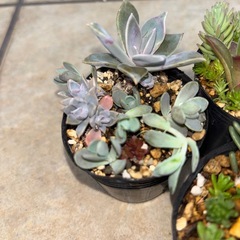 多肉植物 の画像
