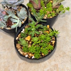 多肉植物 の画像