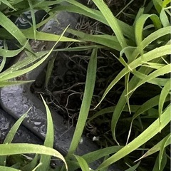 虹のきらめき　苗　10枚の画像