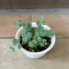 ミセバヤ(多肉植物)の画像