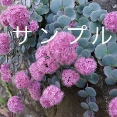 ミセバヤ(多肉植物)の画像