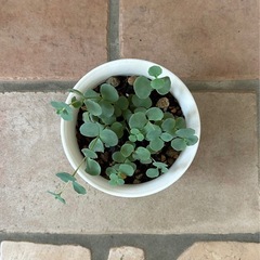 ミセバヤ(多肉植物)の画像