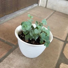 ミセバヤ(多肉植物)