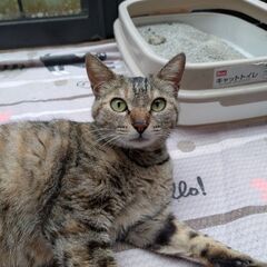 　母猫２歳くらい　子猫譲渡済　または譲渡予定