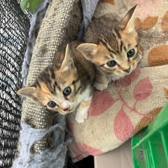 子猫 