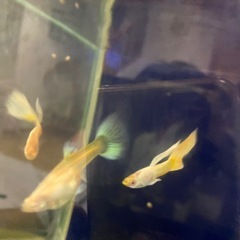 グッピーアルビノの画像