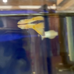 グッピーアルビノの画像