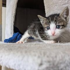 ミルク子猫から生後1ヶ月まで六ぴき - 猫