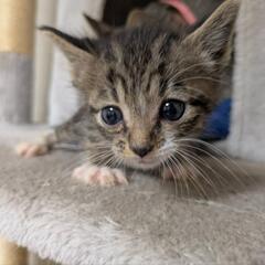 ミルク子猫から生後1ヶ月まで六ぴき − 福岡県