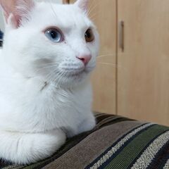 白猫　オッドアイ　生後6ヶ月　オス
