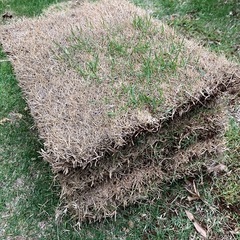 芝生