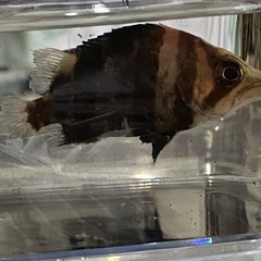熱帯魚　ダトニオプラスワン