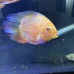 熱帯魚　レッドスポットゴールデンセベラム2匹
