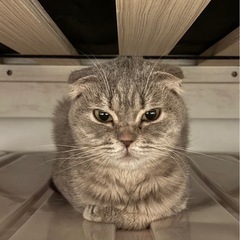 65歳までの方・単身者応募可能‼️スコティッシュ　メス