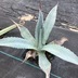 ランキングキーワードに紐づく投稿画像-多肉植物