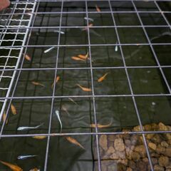 メダカとエビと水草