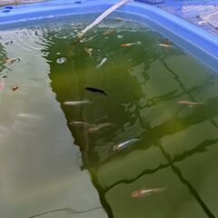メダカとエビと水草の画像