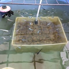 メダカとエビと水草の画像