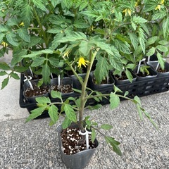 接木 トマト サターン苗