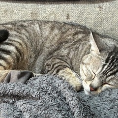 猫トイレ