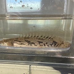 熱帯魚　エンドリケリーケリー4匹
