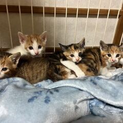 三毛猫　4兄妹（代理投稿）