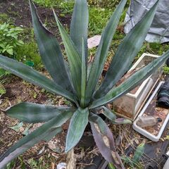 アガベ　リュウゼツラン