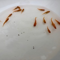 メダカ(楊貴妃タイプ)10匹＋αの画像