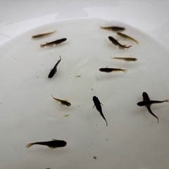 メダカ(黒っぽいタイプ)10匹＋αの画像